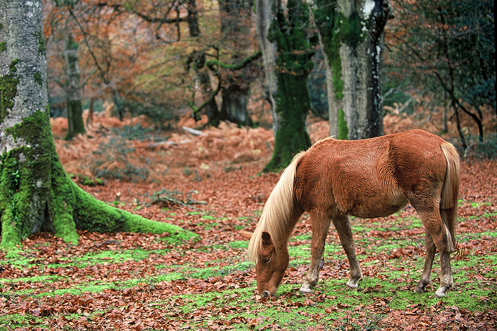 Autumn Pony in Autumn, Bramshaw Wood